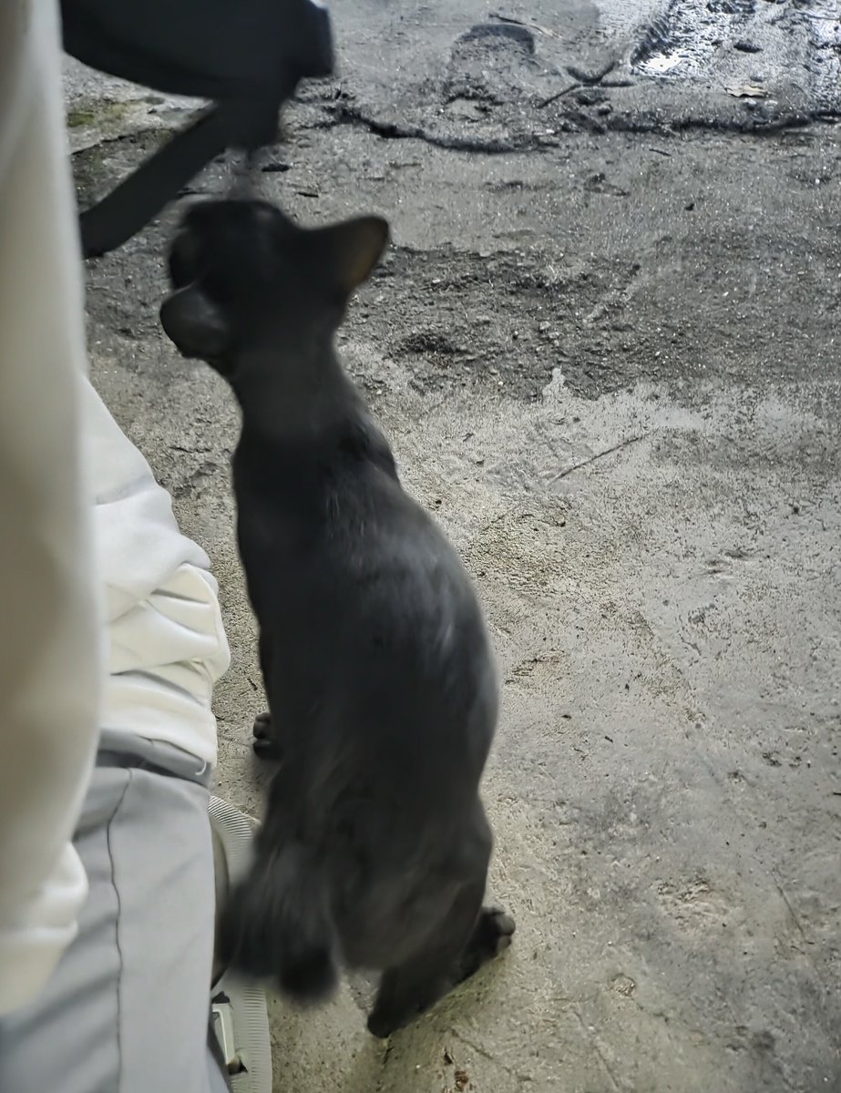 monkey 🎭 tweet media