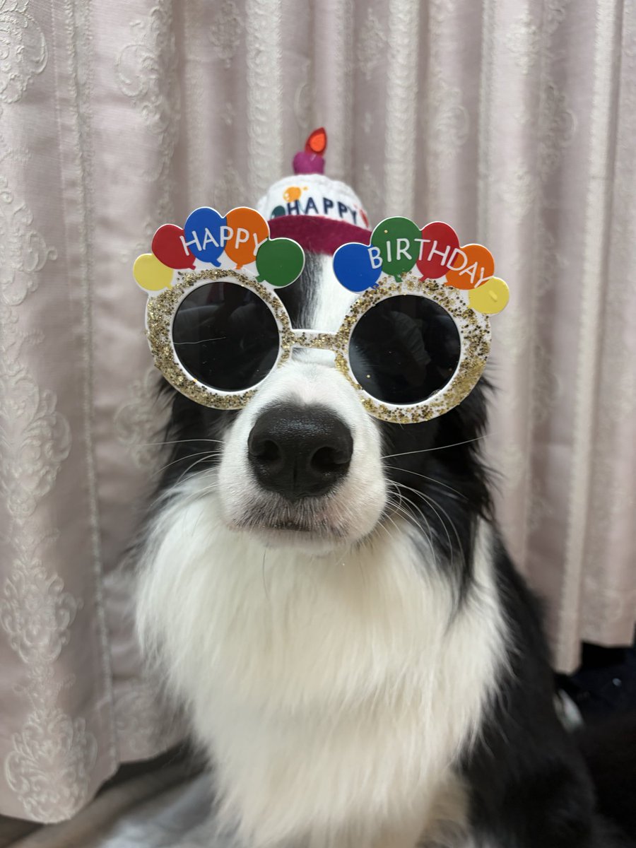 ボーダーコリーのセン tweet media