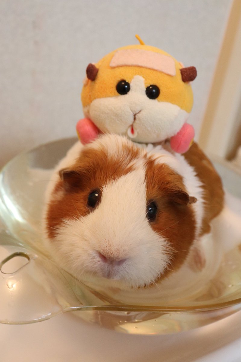 ゆうき tweet media