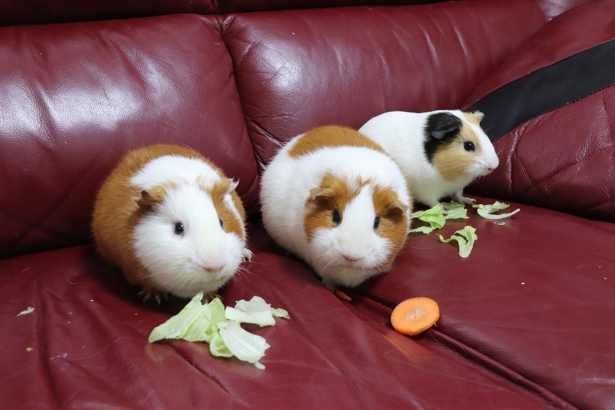 ゆうき tweet media