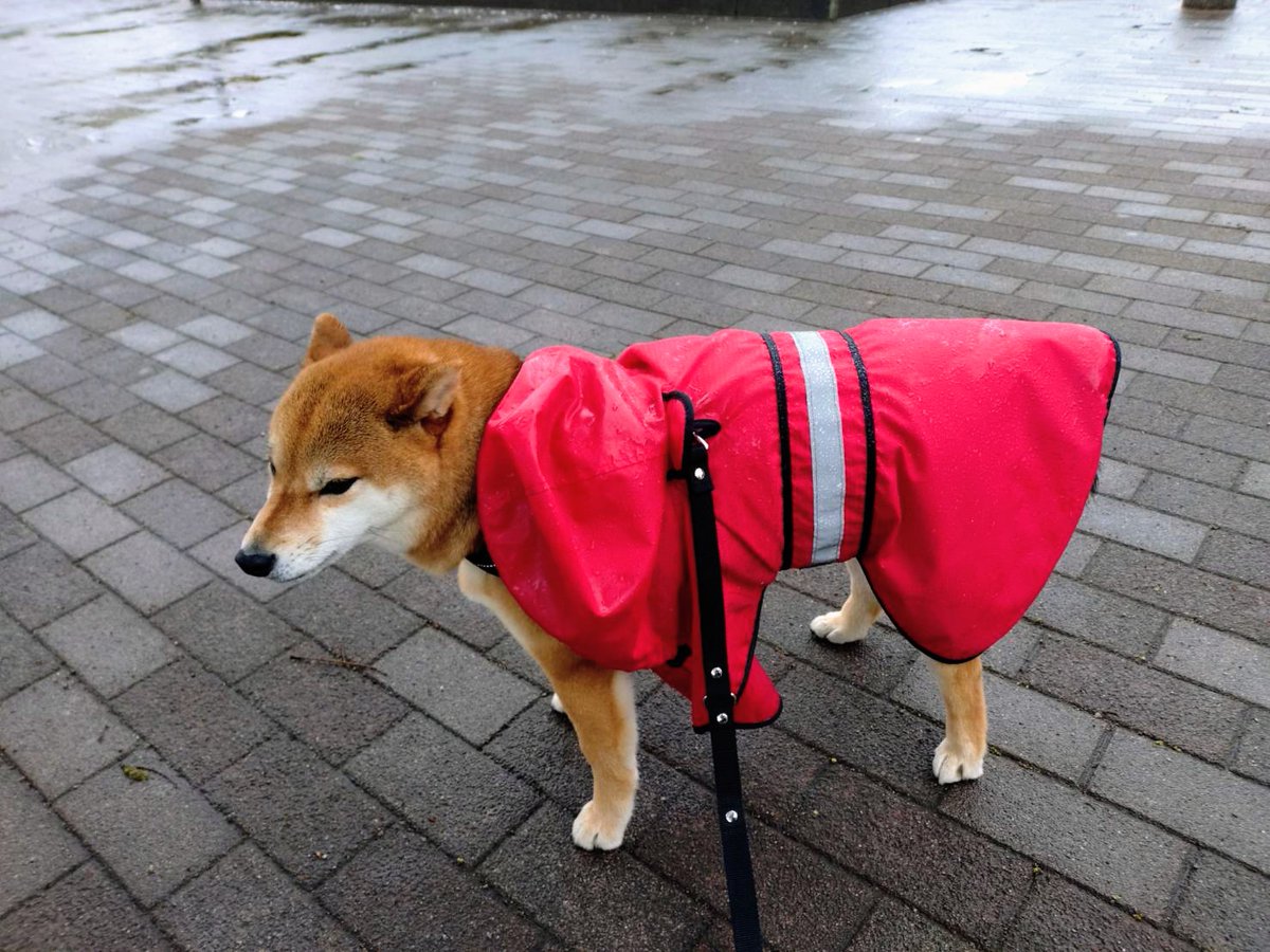 キュアピンフ tweet media