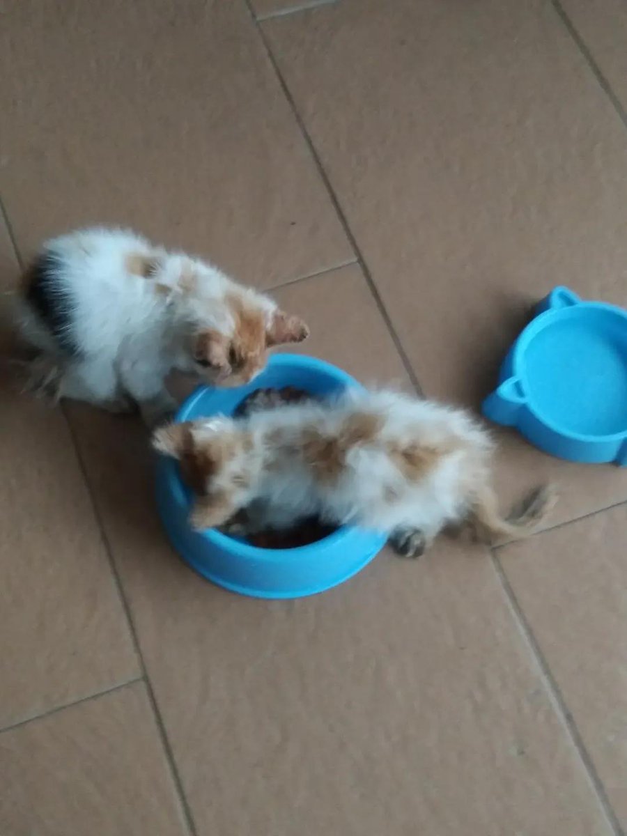 Kucing Terbuang tweet media