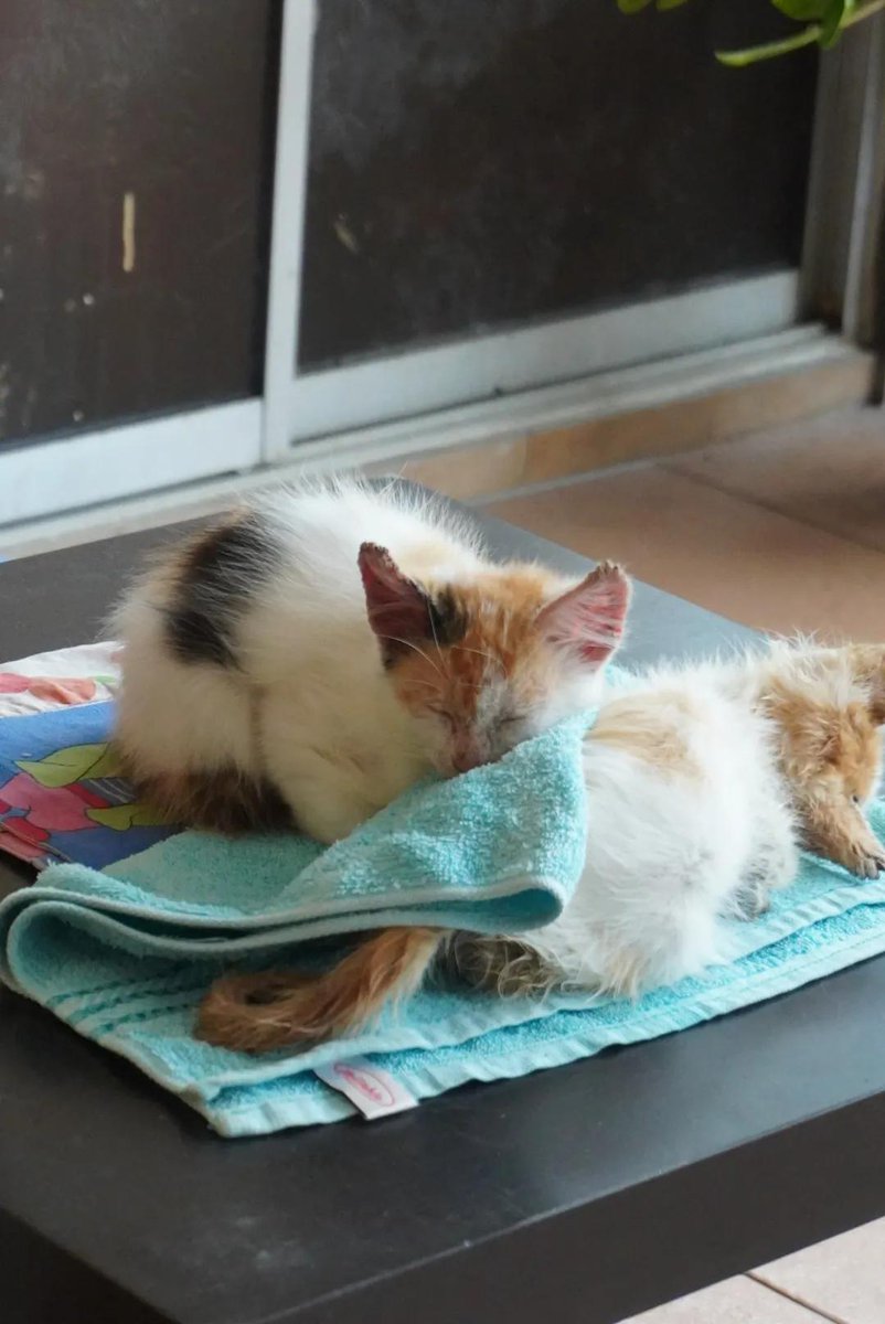 Kucing Terbuang tweet media