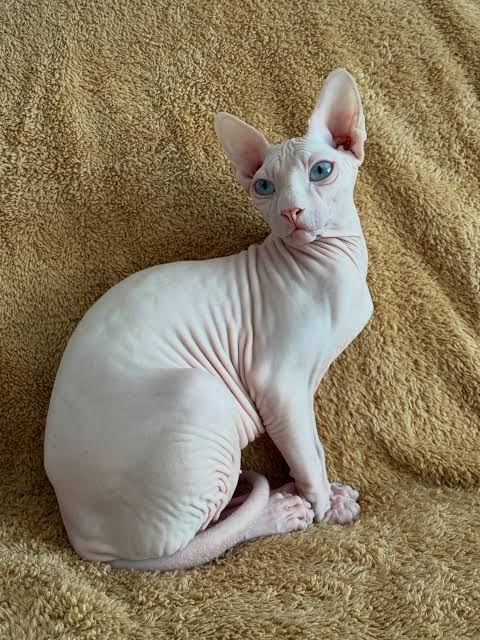 Adaned Bakamlı tweet media