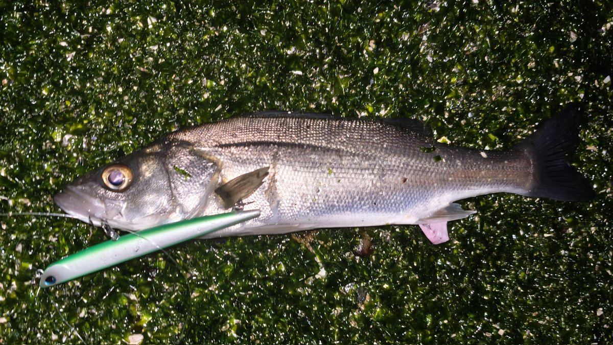 kituiakane's tweet image. 雨の中頑張ったけど小さいの2匹だけ。
やっとデカいの食ったって思ったらボラだったし(笑)
 #DUO
 #マニック75