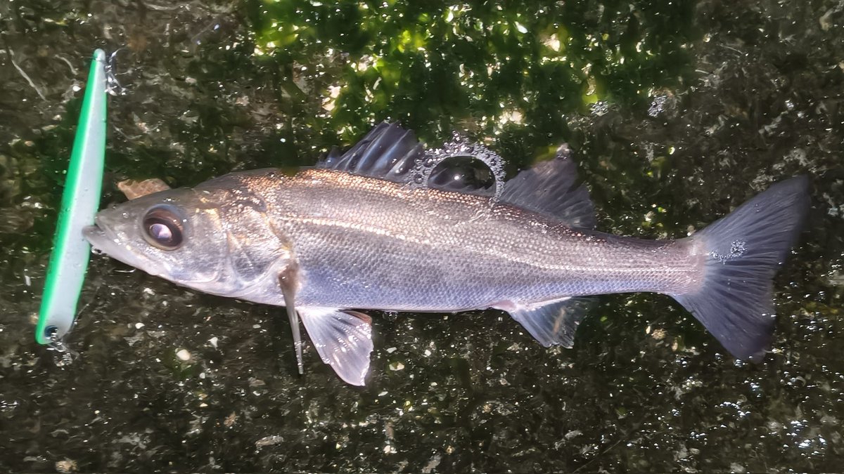 kituiakane's tweet image. 雨の中頑張ったけど小さいの2匹だけ。
やっとデカいの食ったって思ったらボラだったし(笑)
 #DUO
 #マニック75