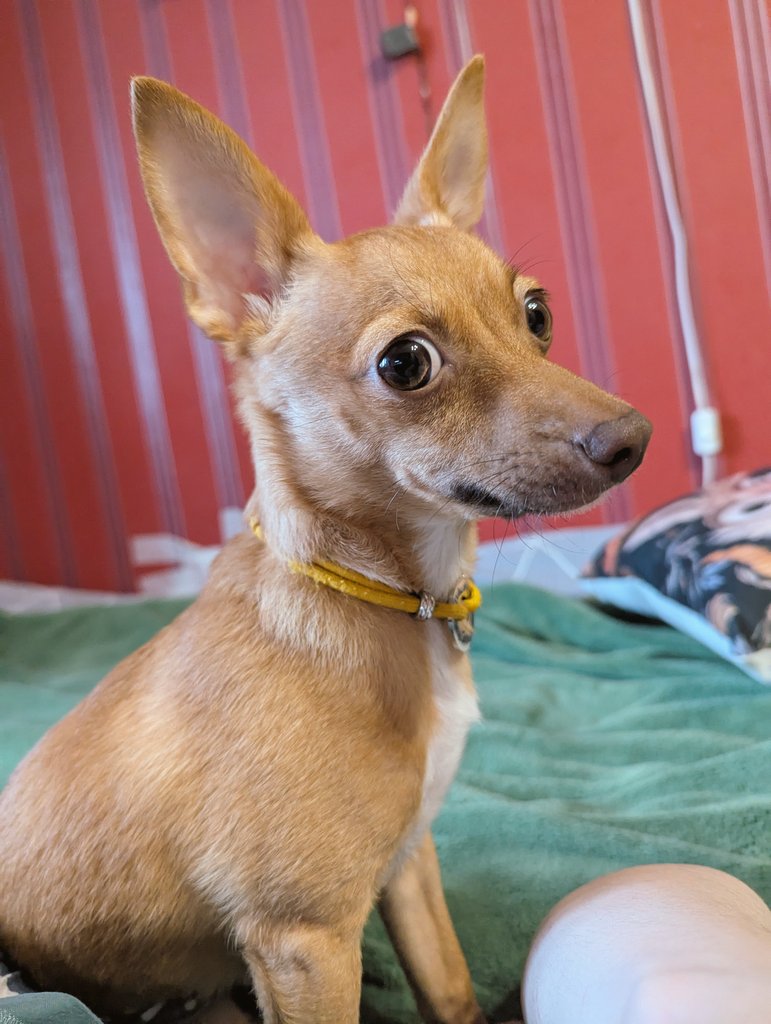 ушат кота tweet media