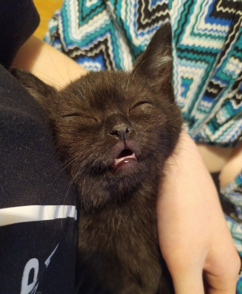 ушат кота tweet media