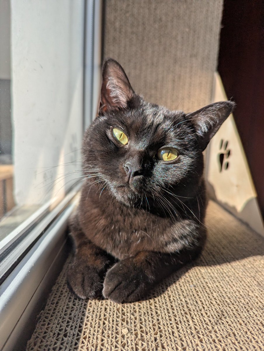 ушат кота tweet media