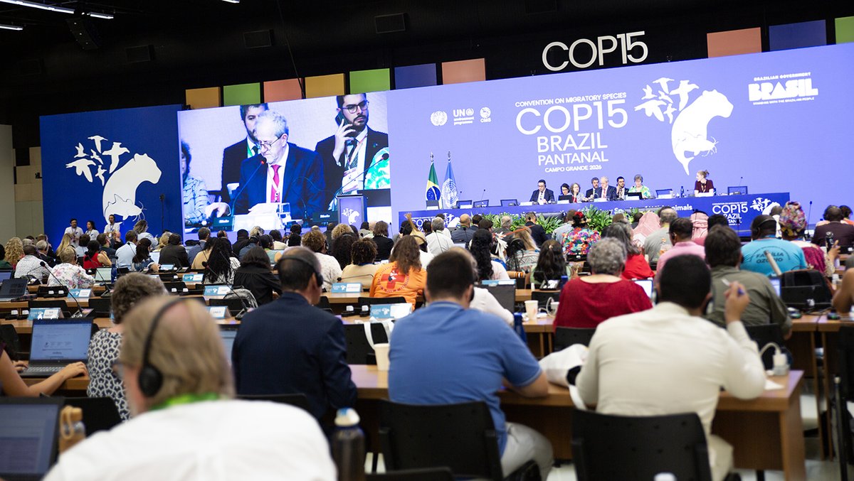 IISD_ENB's tweet image. Parties at #CMSCOP15 showed the benefits of international cooperation, which has improved the conservation status of migratory species—including the saiga antelope, scimitar-horned oryx, and Mediterranean monk seal

Summary ➡️ enb.iisd.org/conference-par…

#wildlife #biodiversity