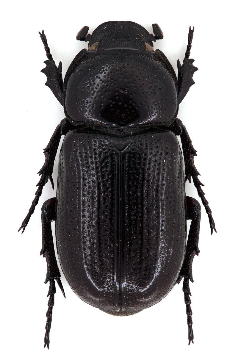 coll.col tweet media