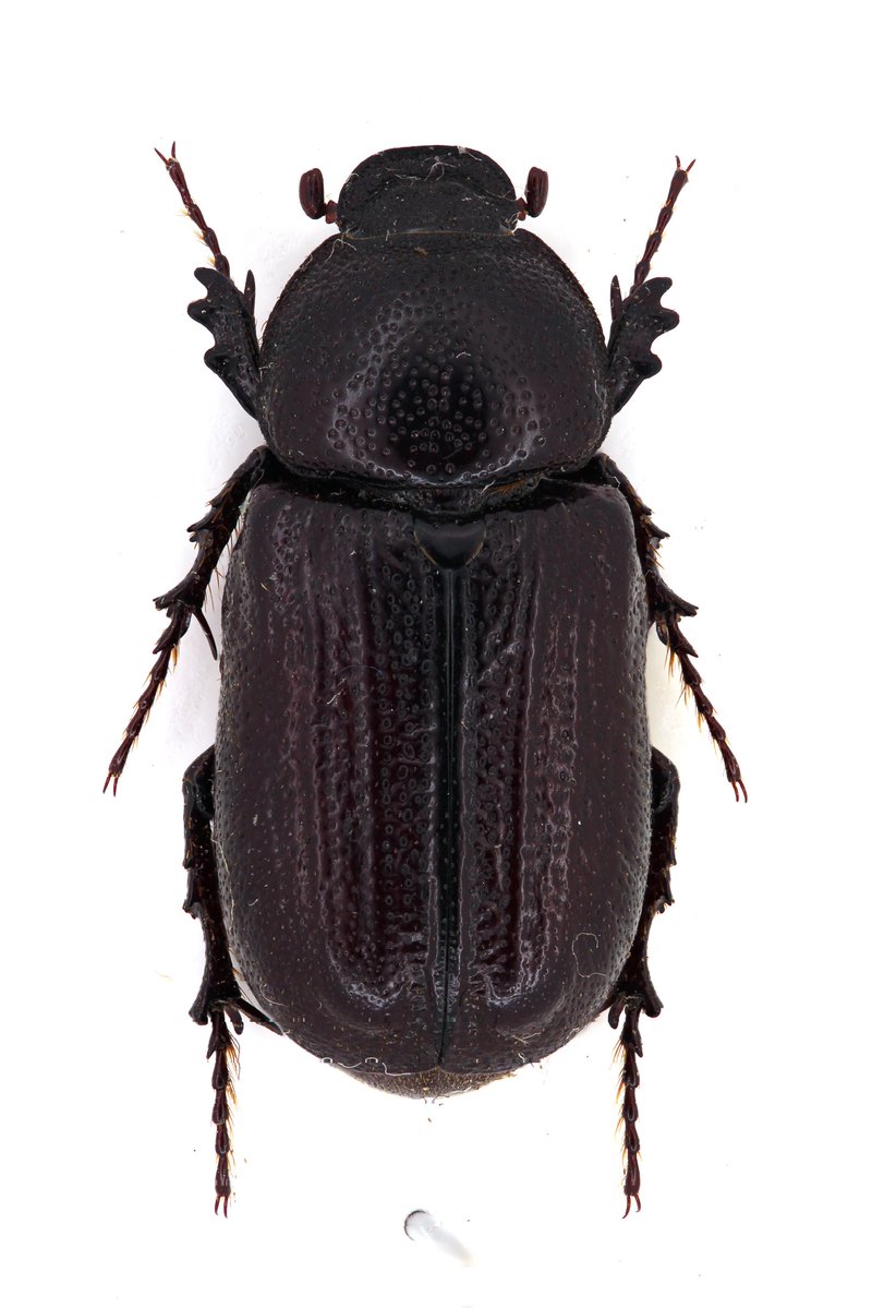 coll.col tweet media