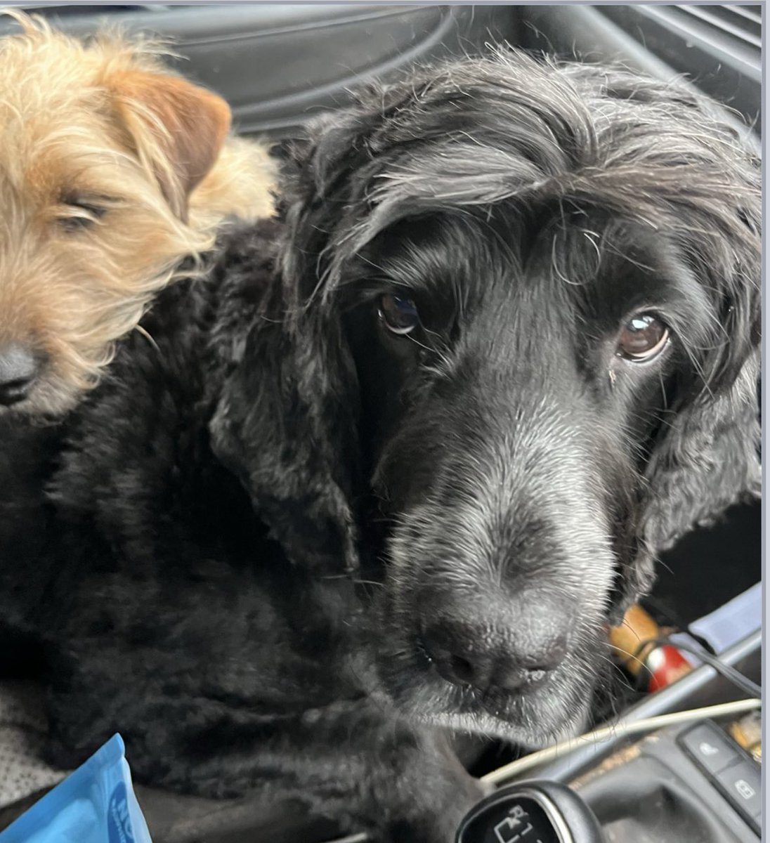 spaniel alert tweet media