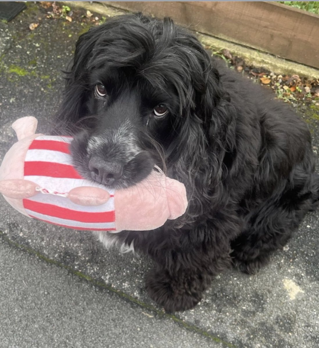 spaniel alert tweet media