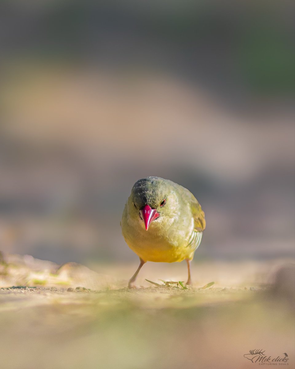 mskclicks's tweet photo. Green Avadavat or green munia 

#birds #wildlife #nature #greenavadavat #greenmunia #photography https://t.co/hD3XZsXEyO