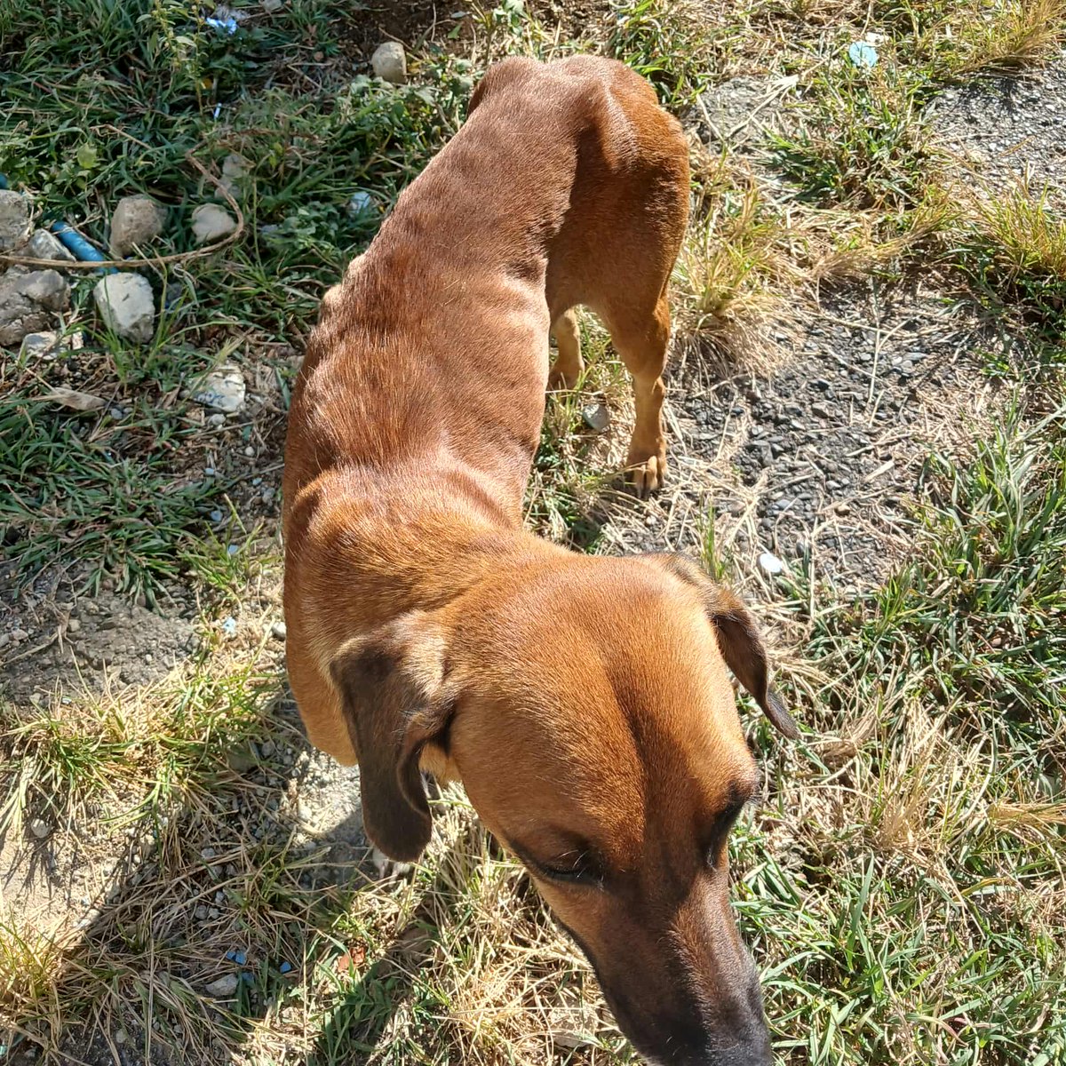 Carolina tweet media