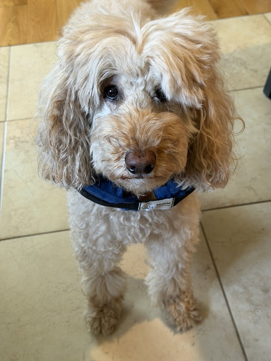 TCKyriakides's tweet photo. Some days, you just gotta give up on your hair…
#badhairday #dogsofBethany https://t.co/cZVRCdHxry