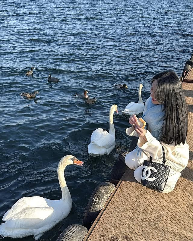 Cam1234kji's tweet image. Chasing April sunsets by the lake with Fuji watching over 🦢⛰️🌅🌸 #JapanSpring