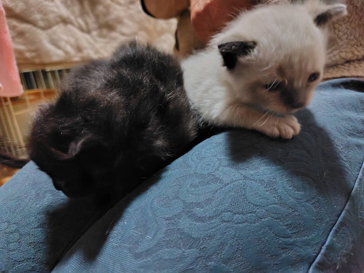 yuumi2002's tweet photo. 保護猫もらうことにしました
#保護猫 https://t.co/Ly0sTuuxZL