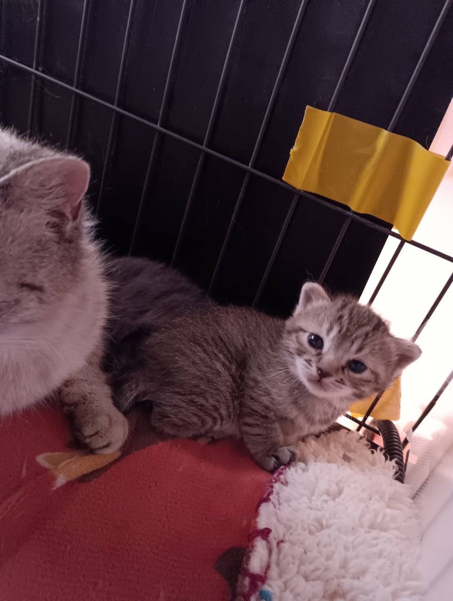yuumi2002's tweet photo. 保護猫もらうことにしました
#保護猫 https://t.co/Ly0sTuuxZL