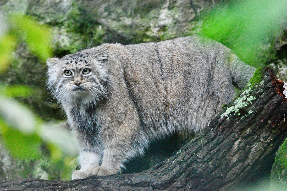 Roman Paulov tweet media