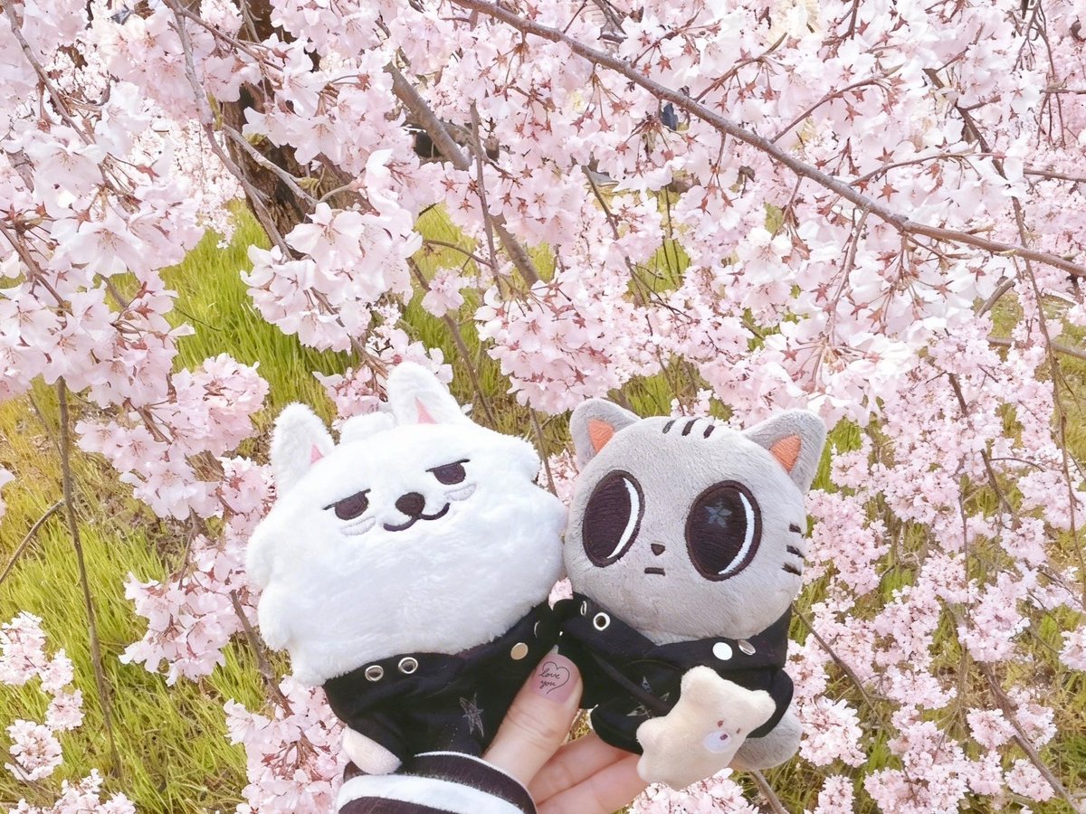 ˖°꒰ mellow time ꒱｡꙳ tweet media