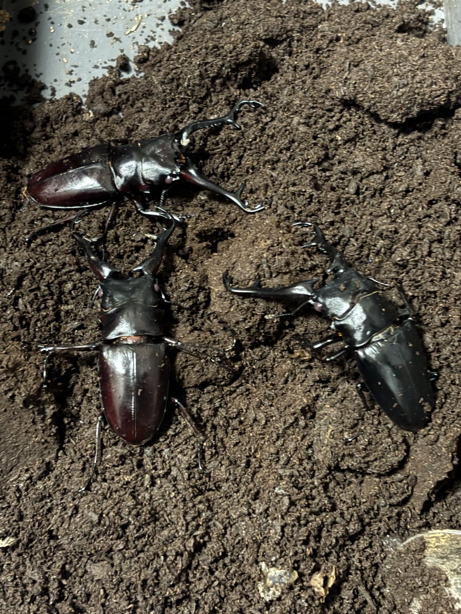 りょーた🐹 tweet media