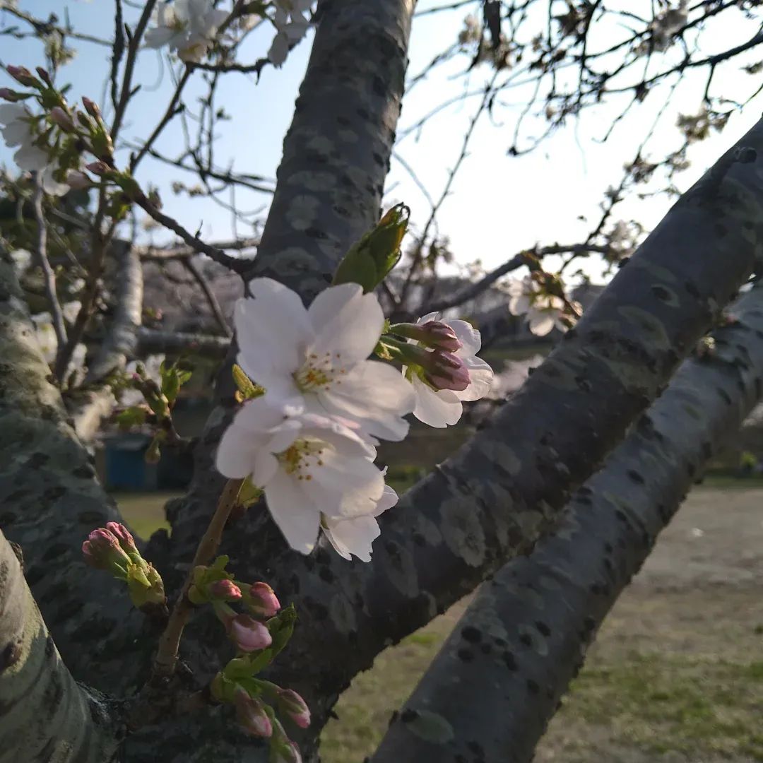 お父さん＠へでな士事務所 tweet media