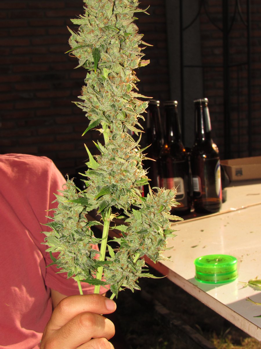 Royal Queen Seeds tweet media