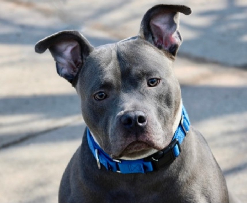 Julie🌻🐾 tweet media