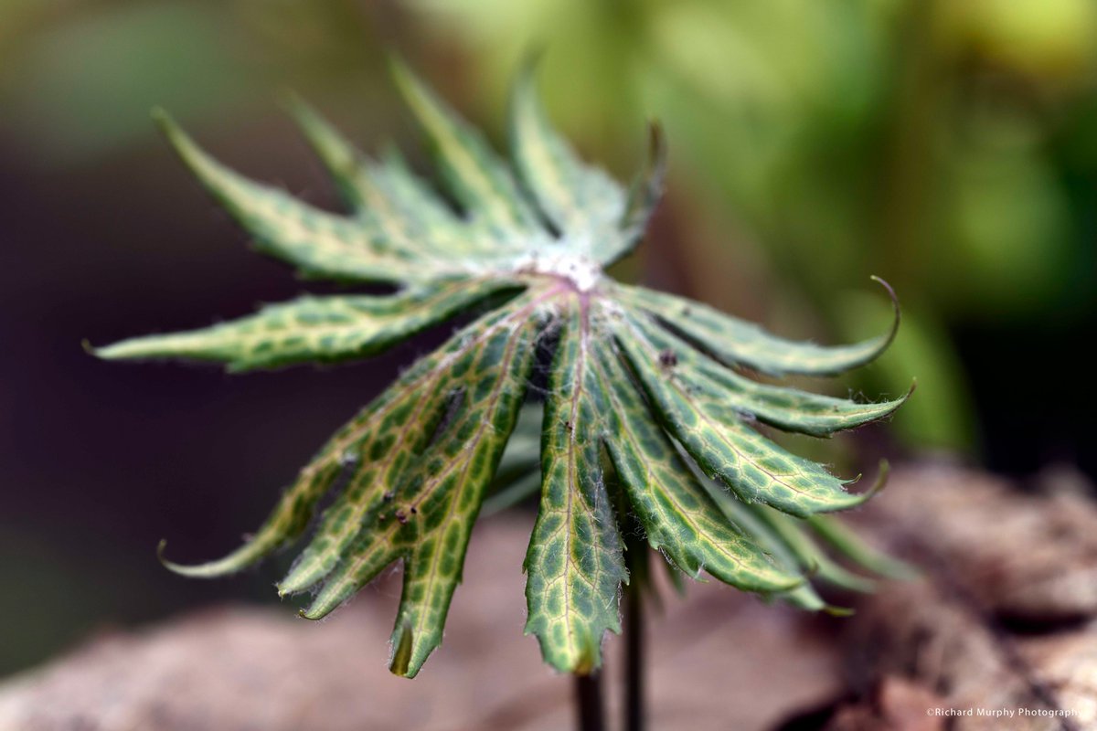 Richard Murphy tweet media