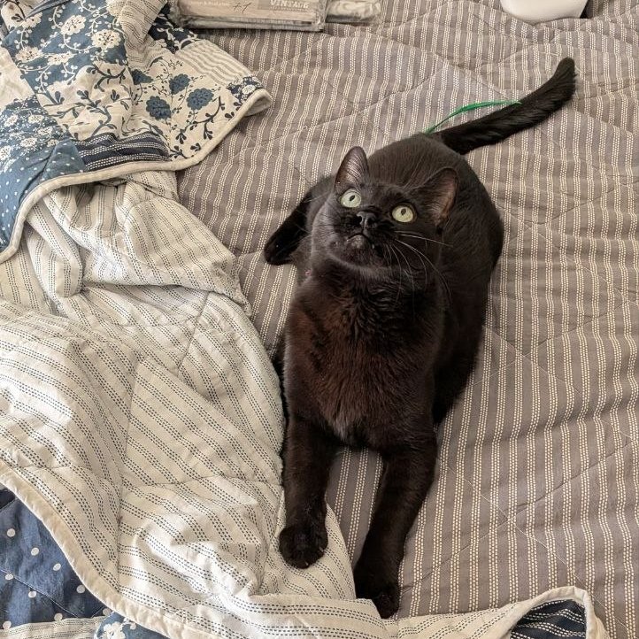 Половинка луны, меховые сыны tweet media