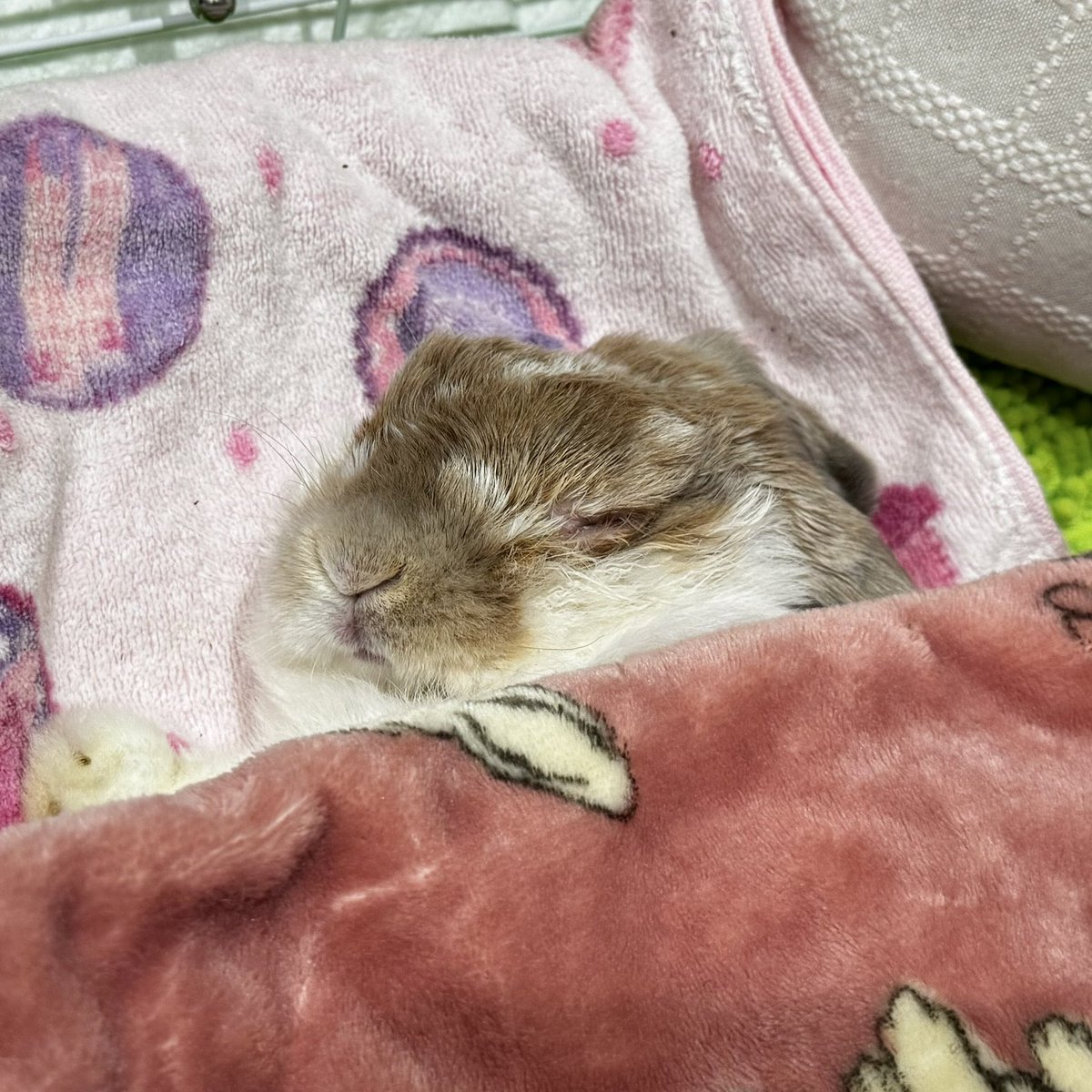 RabbitMore｛お返事ゆっくりです🙇‍♀️🐇🎨） tweet media