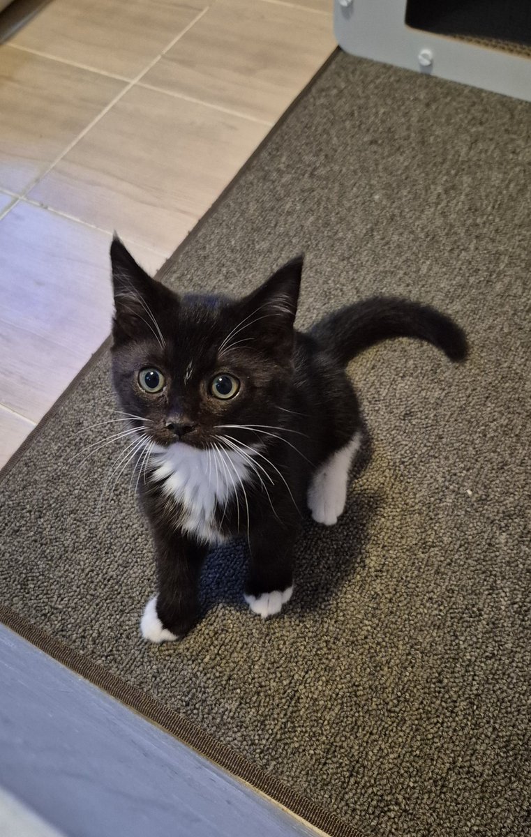 트리 소개 
2025.04 
품종: 코숏 
첫만남: 길거리캐스팅 후 입양
신체적특징: 이마와 코 밑에 살짝 보이는 흰색 털