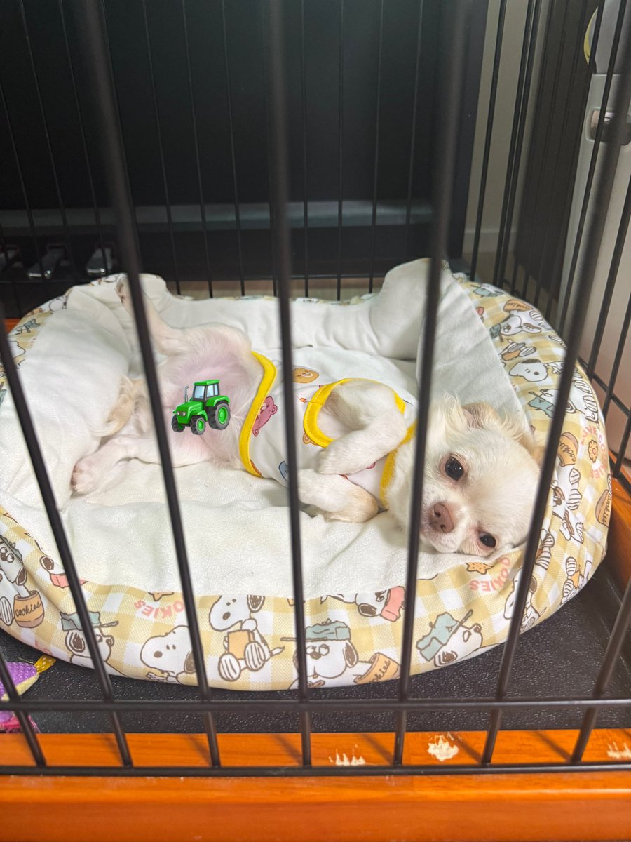 たなまゆ🦌♨️ tweet media