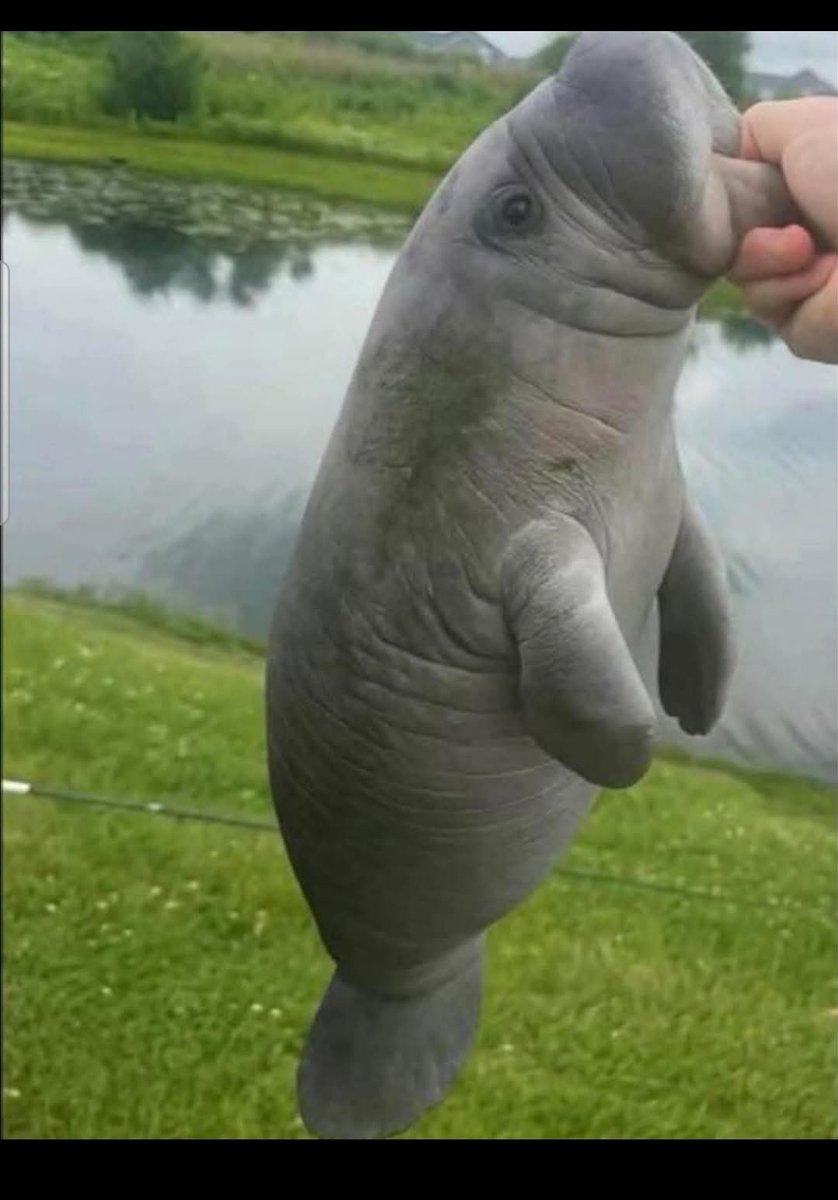 disobey and live 🇺🇲 tweet media