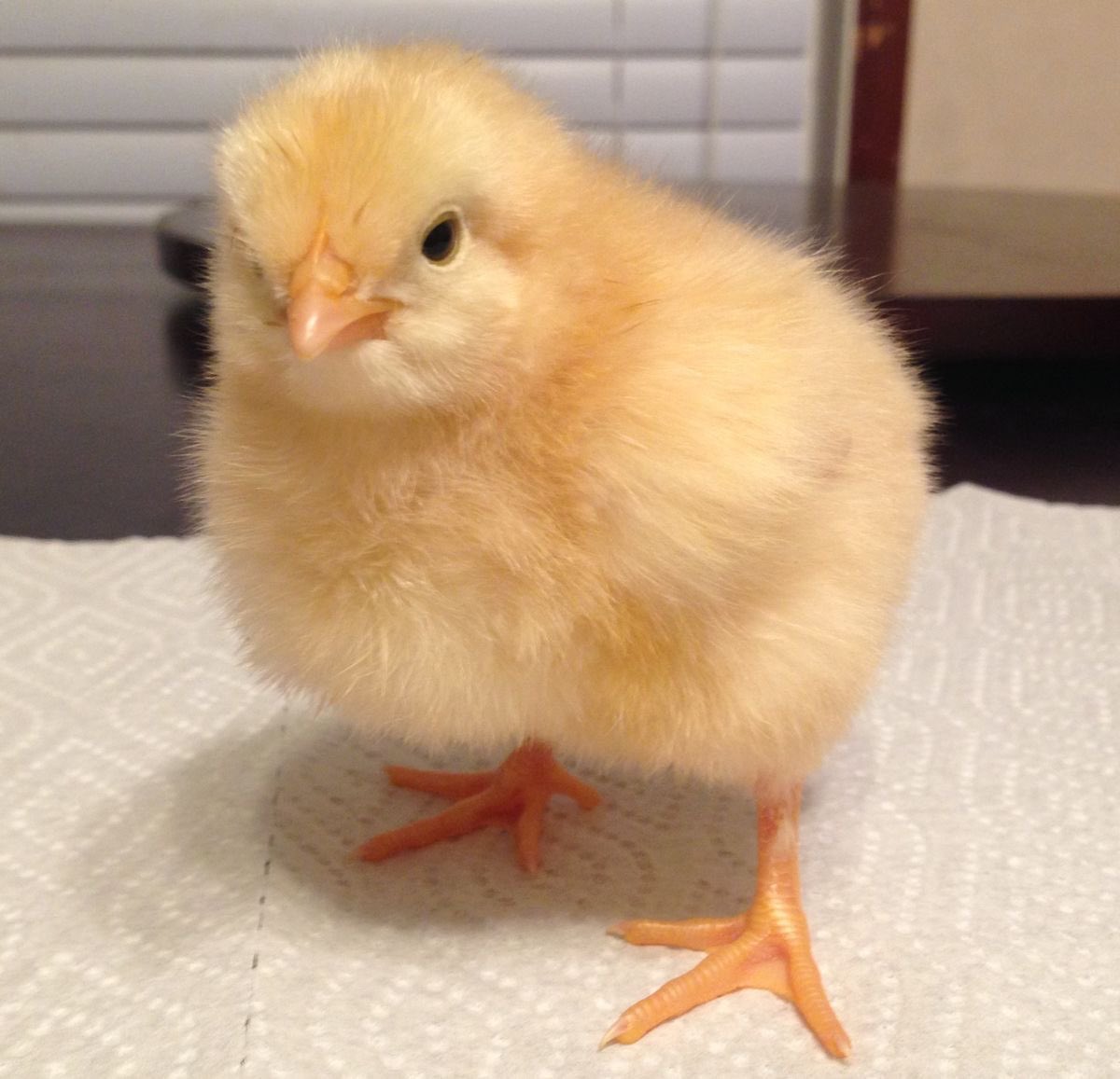 f—xon⋆ˎˊ˗ | yungi's pet rock (new account 🥲) tweet media