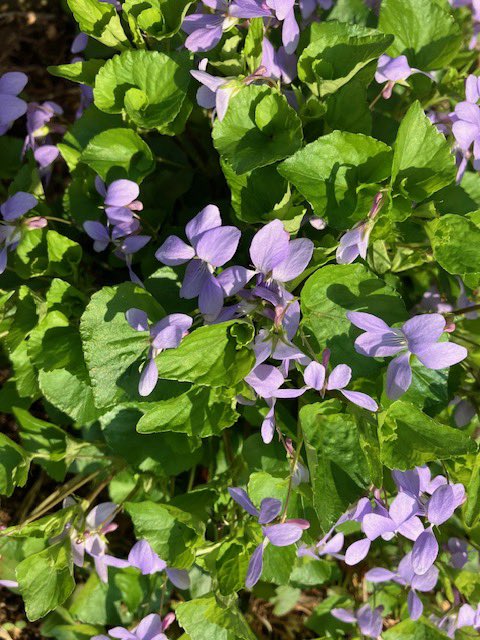 schazzie tweet media