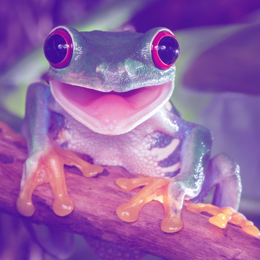 Once In A Wild tweet media