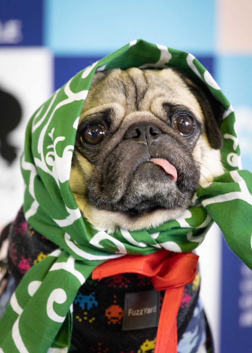 パグの"だいきち"と"ぽてきち" / The Pug & Peace tweet media