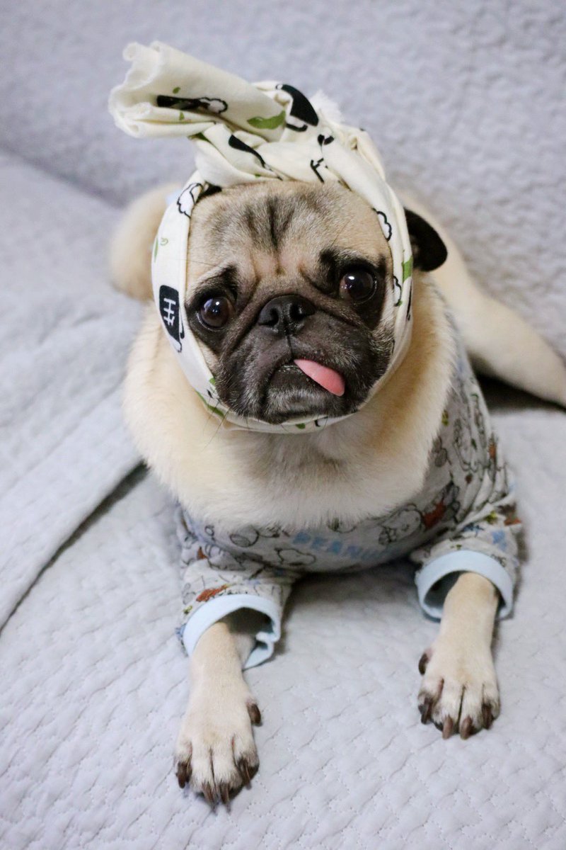 パグの"だいきち"と"ぽてきち" / The Pug & Peace tweet media