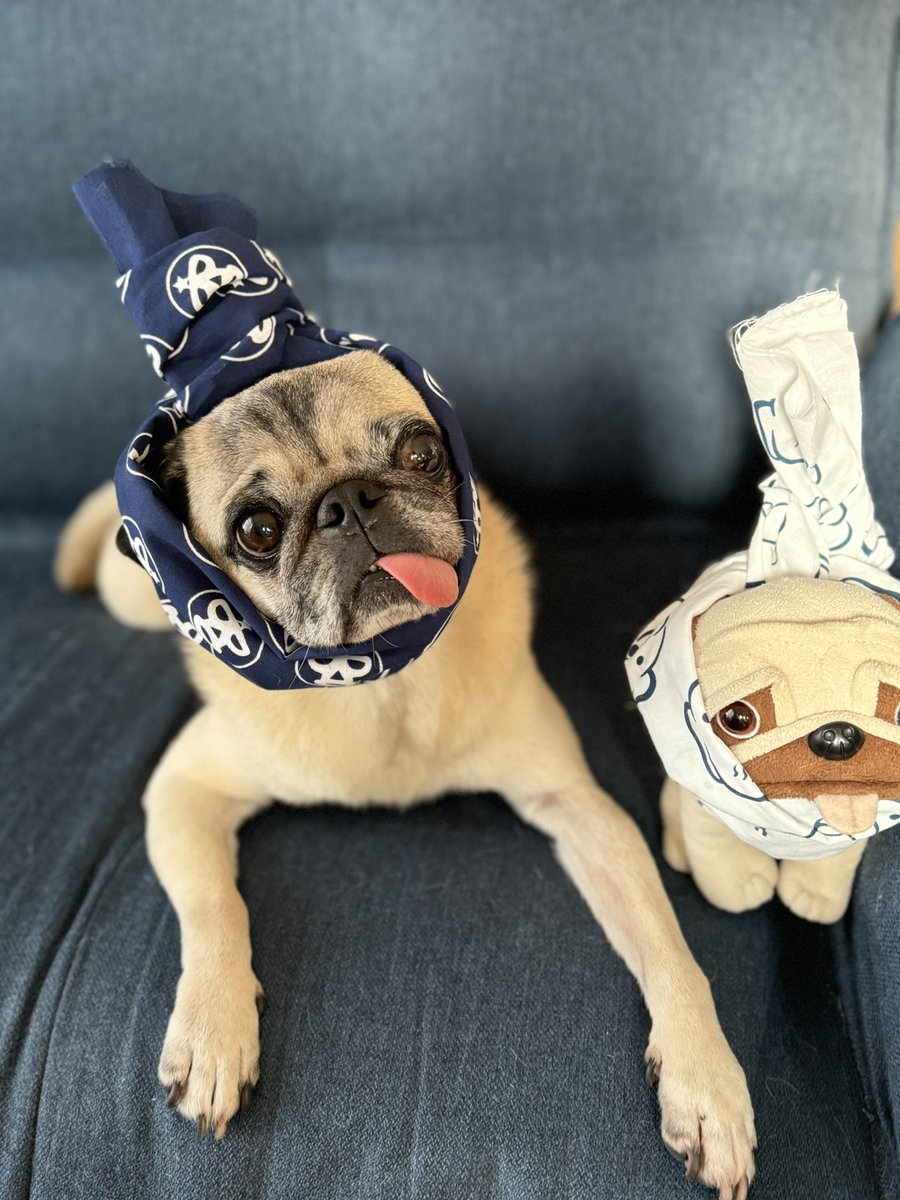 パグの"だいきち"と"ぽてきち" / The Pug & Peace tweet media