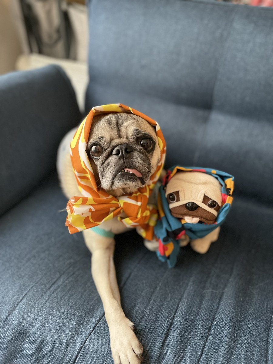 パグの"だいきち"と"ぽてきち" / The Pug & Peace tweet media