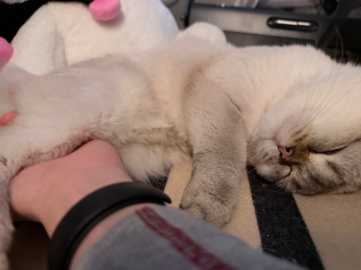 闹闹本人 tweet media