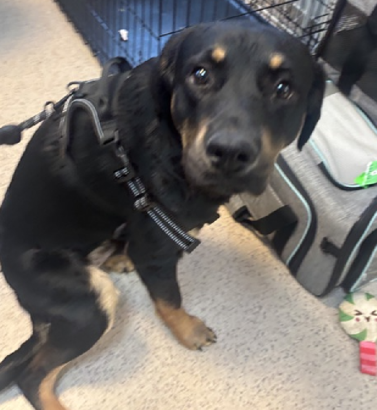 Tanjiro😭💔
#NewDogontheBlock 
nycacc.app/#/browse/242557 
#AdoptMe 

This #Puppylove is only 8mos old 
But he knows his beloved family left him😰 
They gathered up all of his belongings &amp; marched to #NYCACC, they are not coming back🔥

He lived with his kids 
Playful, sweet &amp;