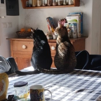 hess ⋆ vgen comms open tweet media