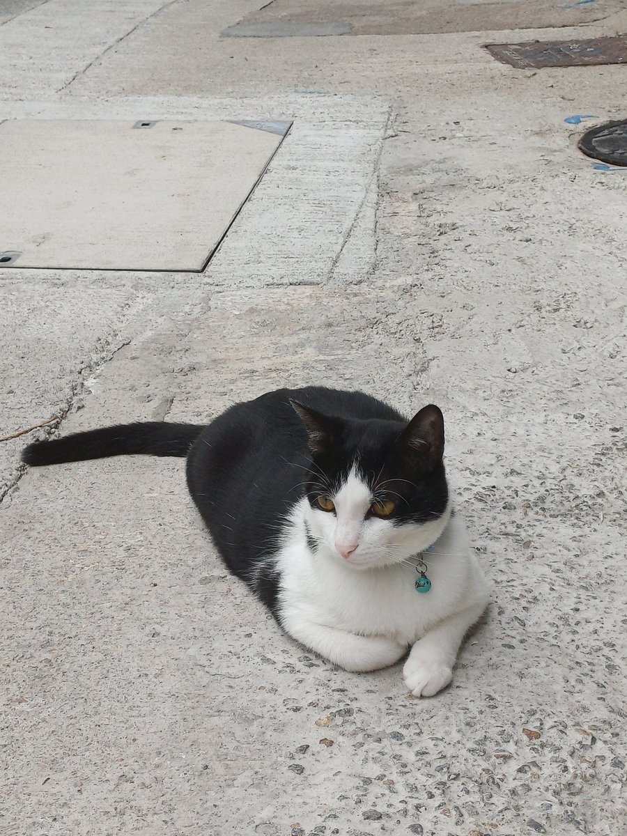 絕望的小米子 tweet media