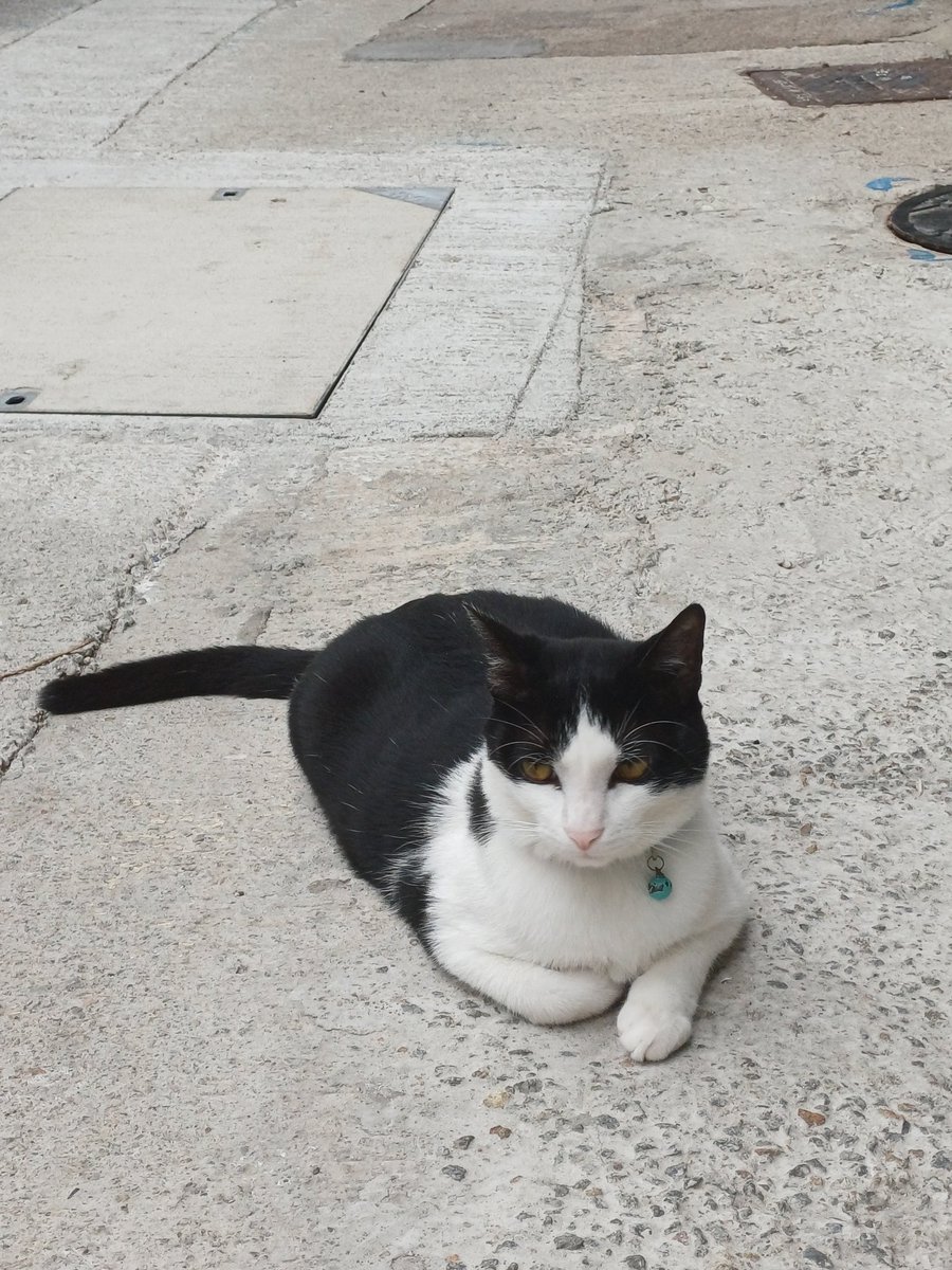 絕望的小米子 tweet media