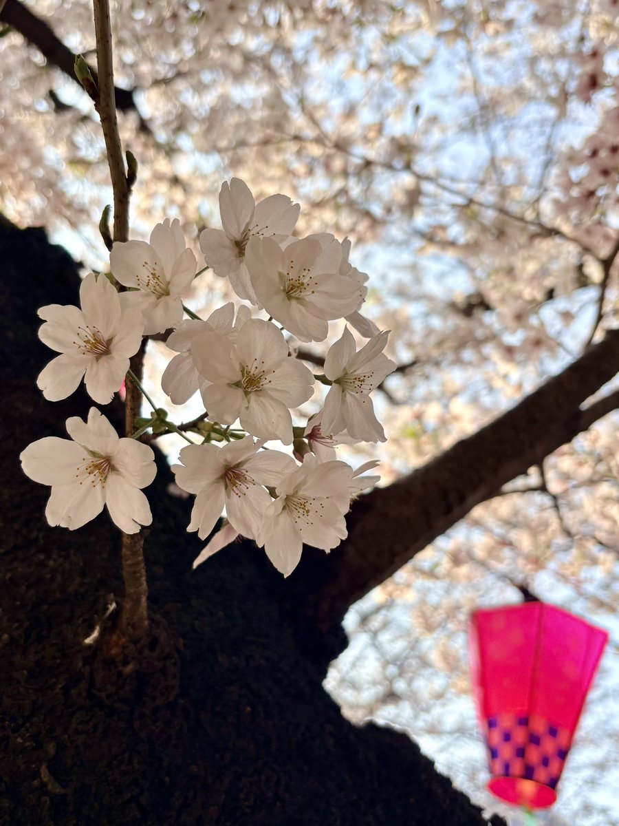 坂本育子 tweet media