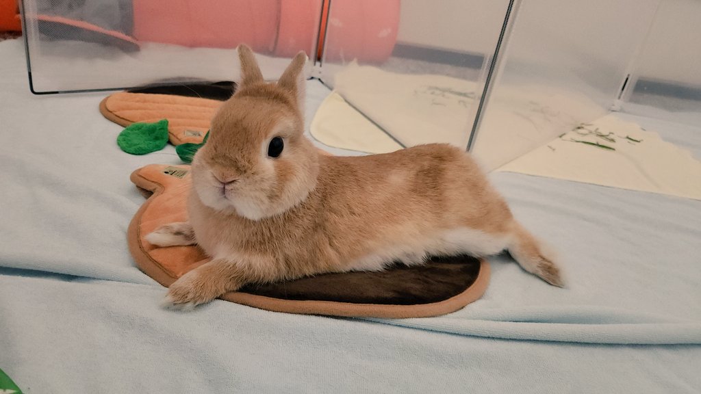 ともみ tweet media